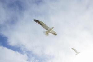 Image of a seagull in flight against a blue sky photo