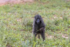 Picture of a single baboon in an open meadow in Namibia photo