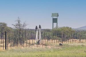 Picture of two baboons sitting on a fence post in Namibia photo