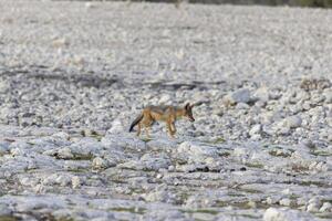 Picture of an African fox taken in Etosha National Park in Namibia photo