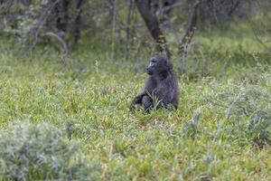 imagen de un soltero babuino sentado en un abierto prado en Namibia foto