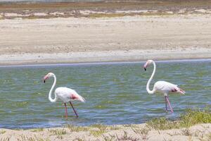 imagen de dos flamencos en un arenoso playa cerca Walvis bahía en Namibia foto