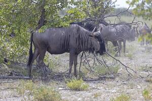 Picture of a group of buffalo during the day in Etosha national park in Namibia photo