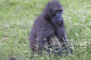 Picture of a single baboon sitting on an open meadow in Namibia photo