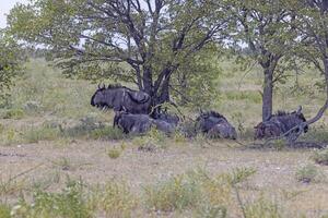 Picture of a group of buffalo during the day in Etosha national park in Namibia photo