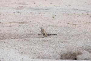 Picture of a meerkat carefully observing its surroundings in the Namibian Kalahari photo