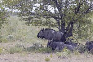 Picture of a group of buffalo during the day in Etosha national park in Namibia photo