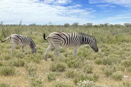 Picture of a group of zebras in the Etosha Nationalpark in Namibia photo