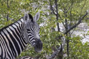 Portrait of a zebra from Etosha National park in Namibia photo