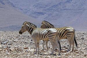 Picture of a group of zebras standing in a dry desert area in Namibia photo