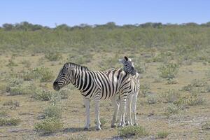 Picture of a zebra mother and foal between bushes and trees in Etosha National Park photo