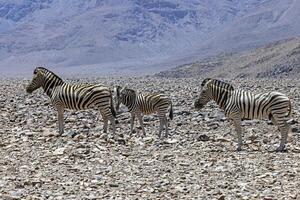 Picture of a group of zebras standing in a dry desert area in Namibia photo