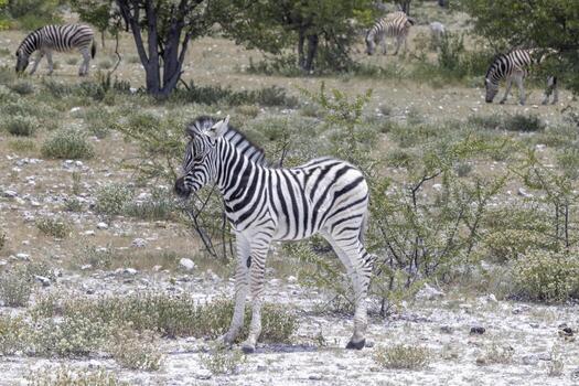 Picture of a zebra foal standing on wide grassland in Namibia photo