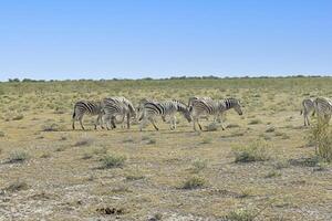 Picture of a group of zebras standing in the Etosha National park in Namibia photo