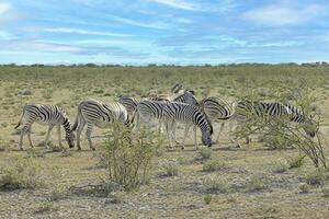 Picture of a group of zebras standing in the Etosha National park in Namibia photo