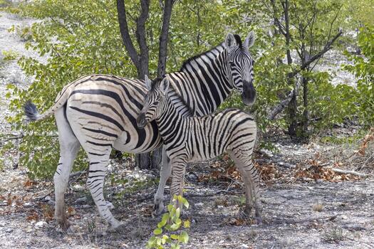 Picture of a zebra mother and foal between bushes and trees in Etosha National Park photo