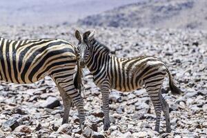 Picture of a zebra foal standing on vast barren desert land in Namibia photo