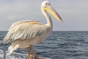 Picture of a large pelican sitting on a boat railing near Walvis Bay in Namibia during the day photo