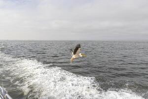 Picture of a large pelican in flight shortly before landing near Walvis Bay in Namibia photo