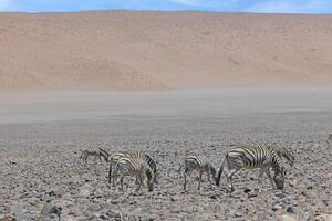 Picture of a group of zebras standing in a dry desert area in Namibia photo