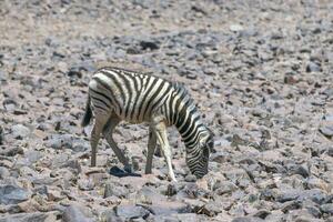 Picture of a zebra standing in a dry desert area in Namibia photo