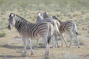 Picture of a group of zebras standing in the Etosha National park in Namibia photo