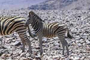 Picture of a zebra foal standing on vast barren desert land in Namibia photo