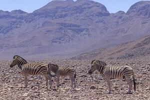 Picture of a group of zebras standing in a dry desert area in Namibia photo
