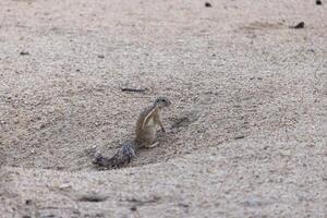 Picture of a meerkat carefully observing its surroundings in the Namibian Kalahari photo