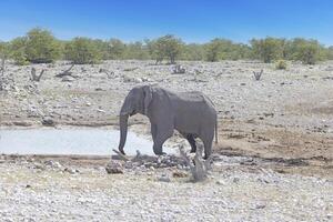 Picture of an drinking elephant at a waterhole in Etosha National Park in Namibia during the day photo