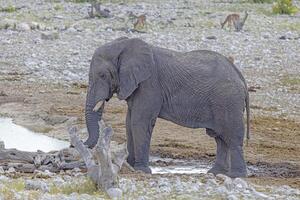 Picture of an elephant in Etosha National Park in Namibia during the day photo