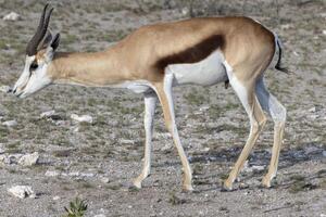 Picture of a springbok with horns in Etosha National Park in Namibia photo