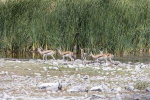 Picture of a group of springboks with horns in Etosha National Park in Namibia photo