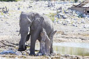 Picture of an elephant in Etosha National Park in Namibia during the day photo