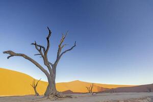 Picture of a dead tree in the Deadvlei in the Namib Desert in the soft evening light without people photo