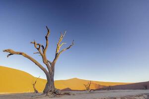 Picture of a dead tree in the Deadvlei in the Namib Desert in the soft evening light without people photo