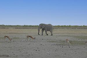 imagen de un elefante en etosha nacional parque en Namibia durante el día foto