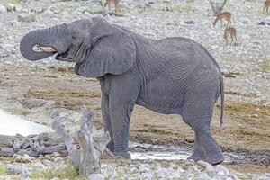 Picture of an elephant in Etosha National Park in Namibia during the day photo