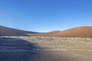Picture of a dead tree in the Deadvlei salt pan in the Namib Desert in front of red sand dunes in the morning light photo