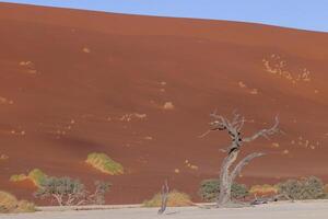 Picture of a dead tree in the Deadvlei salt pan in the Namib Desert in front of red sand dunes in the morning light photo