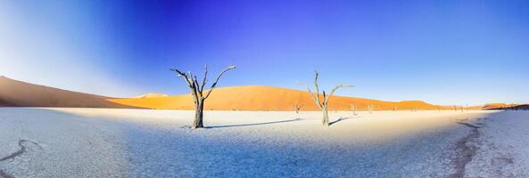 Panoramic picture of the Deadvlei salt pan in the Namib Desert with dead trees in front of red sand dunes in the morning light photo