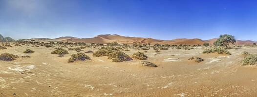 Panoramic picture of the red dunes of the Namib Desert in Namibia against a blue sky in the evening light photo