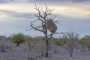 solitario tejedor pájaro nido colgando desde un sin hojas árbol en el seco paisaje de el kalahari foto