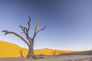 imagen de un muerto árbol en el Deadvlei en el namib Desierto en el suave noche ligero sin personas foto