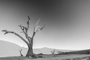 BW picture of a dead tree in the Deadvlei in the Namib Desert in the soft evening light without people photo