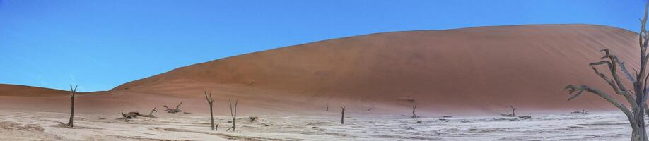 Panoramic picture of the Deadvlei salt pan in the Namib Desert with dead trees in front of red sand dunes in the morning light photo