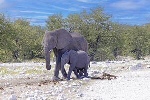 Picture of an mother and baby elephant in Etosha National Park in Namibia during the day photo