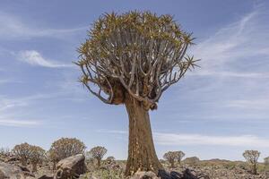 panorámico imagen de un carcaj árbol en el carcaj árbol bosque cerca keetmanshoop en del Sur Namibia foto