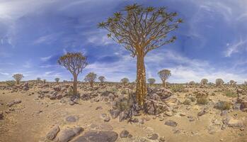 panorámico imagen de un carcaj árbol en el carcaj árbol bosque cerca keetmanshoop en del Sur Namibia foto