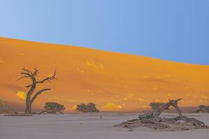 Picture of a dead tree in the Deadvlei salt pan in the Namib Desert in front of red sand dunes in the morning light photo